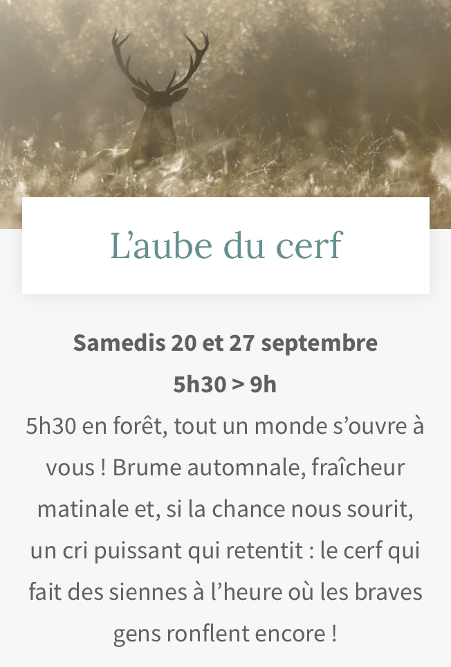 affiche activité aube du cerf